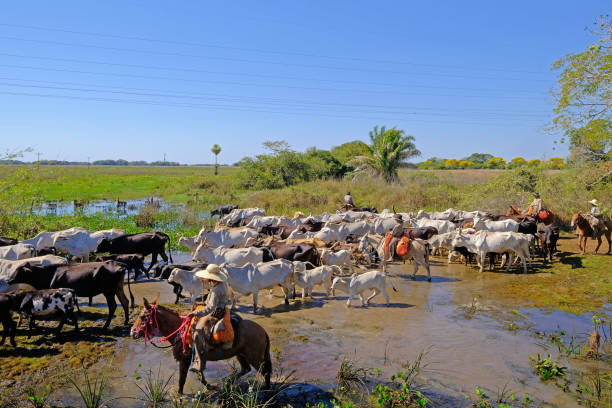 Corumba, Mato Grosso, Brazil, July 18, 2018: Unrecognizable cowboys with cows, cattle transport on the nature parkway in the Pantanal, Corumba, Mato Grosso Do Sul, Brazil, South America