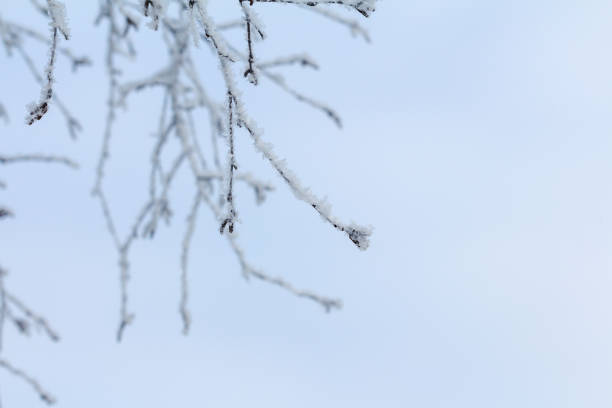 istock frozen birch branches and snowflakes 1129327494