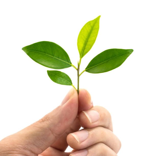 istock green leafs on hand isolated on white background. 1129328659