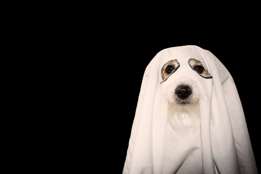 DOG HALLOWEEN GHOST COSTUME PARTY.  JACK RUSSELL COVERED WITH A BLANKET. ISOLATED AGAINTS BLACK BACKGROUND.