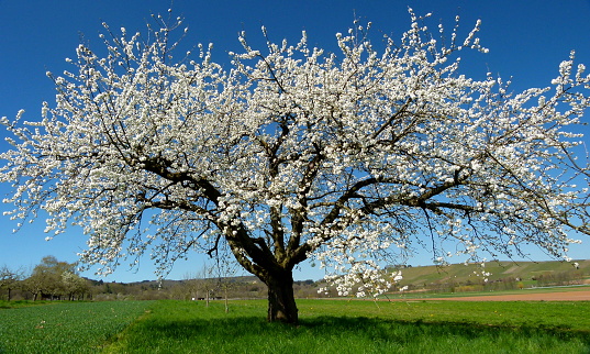 Large cherry tree with brilliant white flowers and blue sky as background