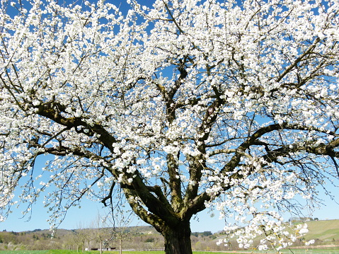 Fruit tree in blossom in a domestic garden