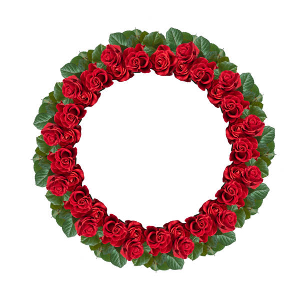 Red rose isolated on the white backgroundRed rose isolated on the white backgroundRed rose isolated on the white background