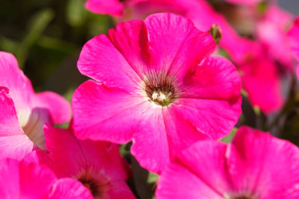 istock pink Flammenblumen (Phlox) 1129330958