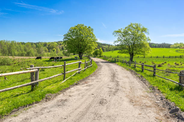 rural landscape, grass field under blue sky in countryside scenery with country road - poland rural scene scenics pasture imagens e fotografias de stock