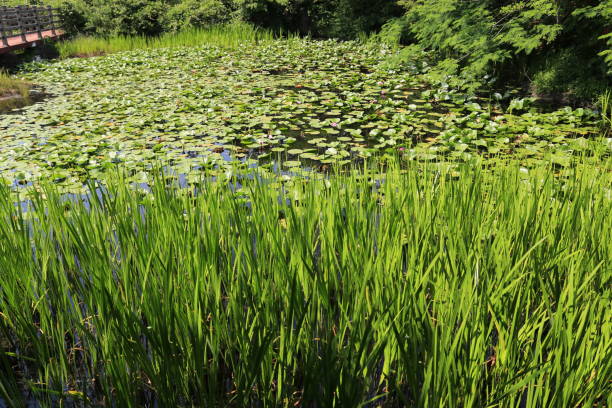 istock Ponds, lotus, water lilies, Banmot, Ramsar Marsh, 1129332597
