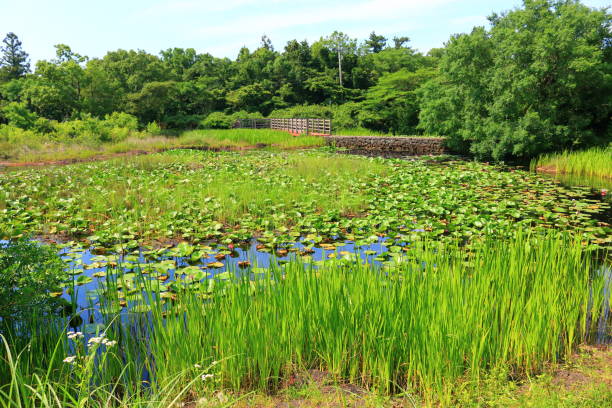istock Ponds, lotus, water lilies, Banmot, Ramsar Marsh, 1129332764
