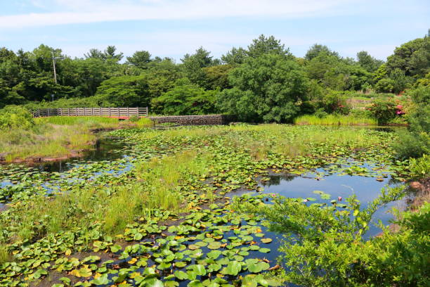 istock Ponds, lotus, water lilies, Banmot, Ramsar Marsh, 1129332814
