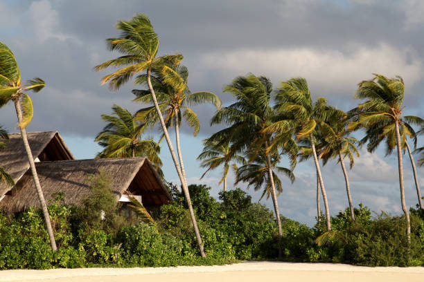 istock Palm trees and sunset in the Maldives... 1129334656