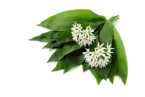 Bunch of fresh wild garlic leaves on white isolated background