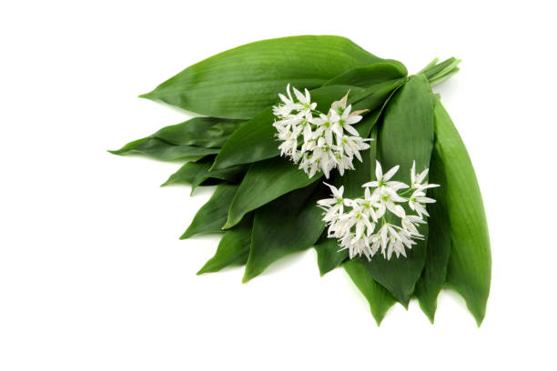 Bunch of fresh wild garlic leaves on white isolated background Bunch of fresh wild garlic leaves on white isolated background wild garlic leaves stock pictures, royalty-free photos & images
