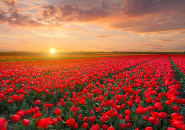 istock Tulip field in the Netherlands 1129336104