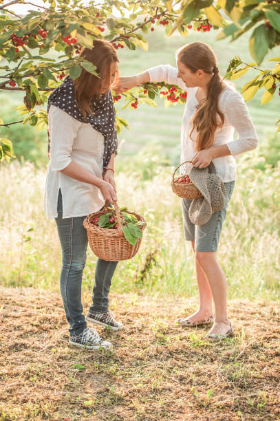 istock Two Young Woman Enjoy in Orchad  Picking Up Cherries from Tree 1129336942