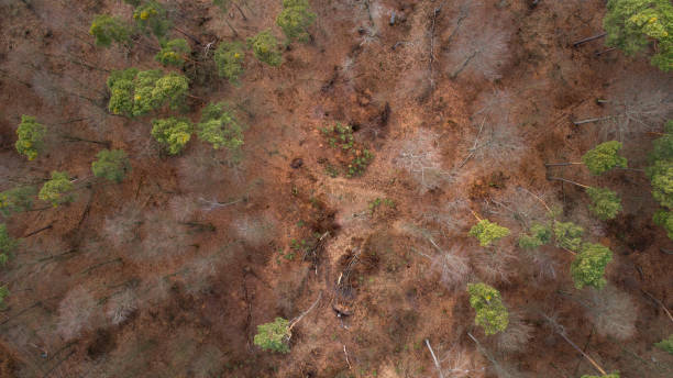 istock Mixed forest, winter season - aerial view 1129337246