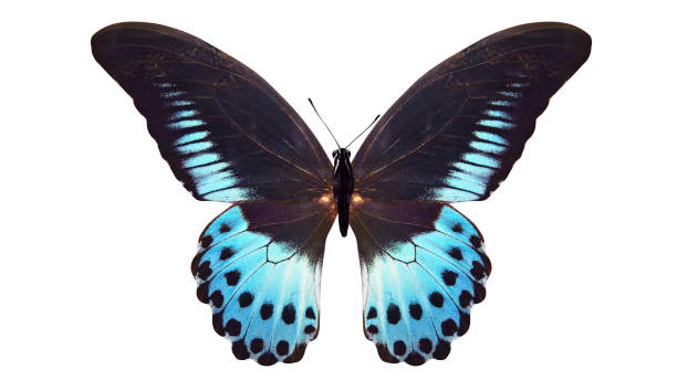 istock tropical blue butterfly. isolated on white background 1129338858