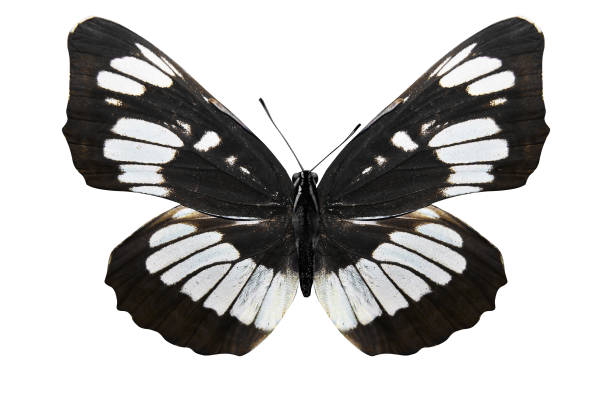 istock tropical white butterfly isolated on white background 1129339123