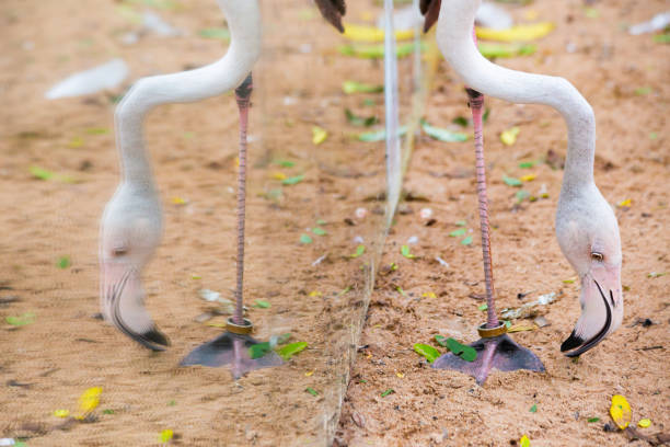 A flock of birds Pink flamingos
