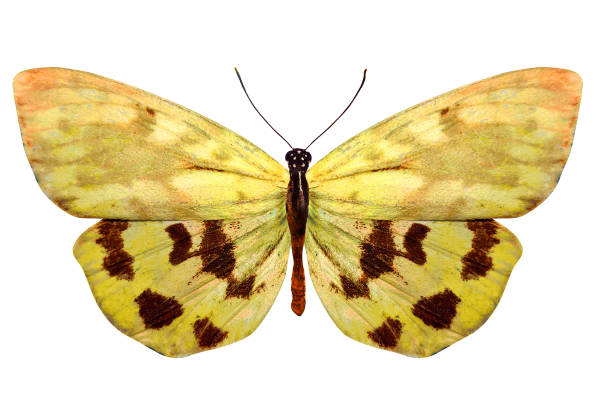 istock tropical yellow butterfly. isolated on white background 1129339434