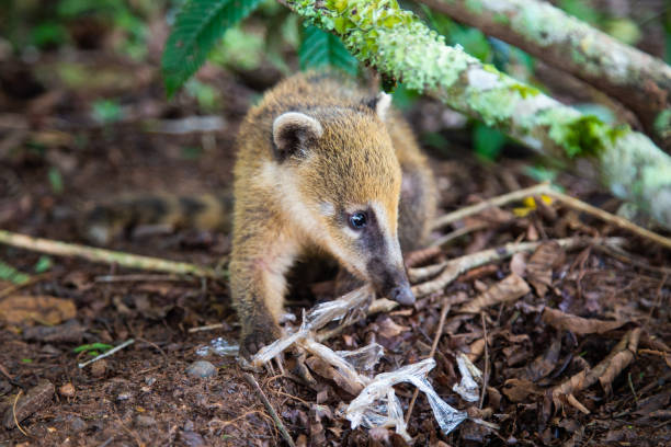istock South American Coati, Nasua. Animals eat plastic. Environmental pollution. 1129339473