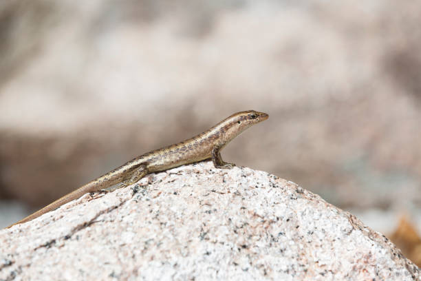 istock Lizard at St. Pierre island, Seychelles, tropical paradise 1129340545