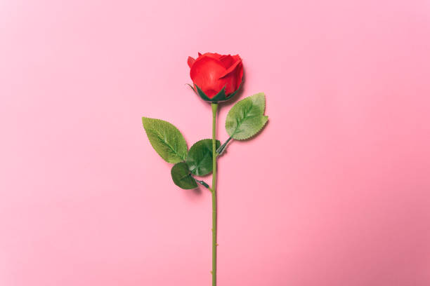 istock Valentines day. Red rose flower on pink background for anniversary. 1129341818