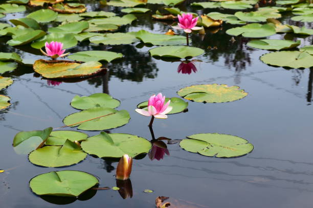 istock Half-peg, ramsarhyji, camellia, lotus, water lily, 1129341852