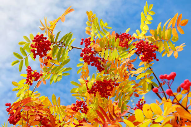 rowan baum herbst zeitweise - vogelbeere stock-fotos und bilder