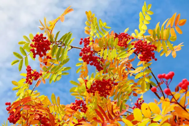Red mountain ash with yellow leaves against the sky with clouds