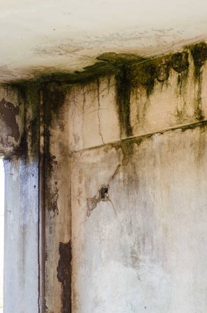 istock Mildew and mold are both fungi 1129341994
