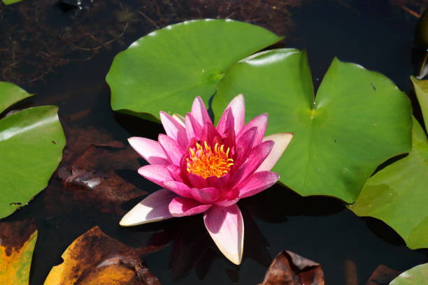istock Half-peg, ramsarhyji, camellia, lotus, water lily, 1129342009