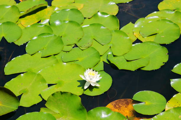 istock Half-peg, ramsarhyji, camellia, lotus, water lily, 1129342052