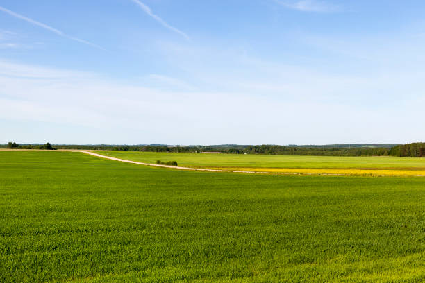 istock The color agricultural field is green 1129342589