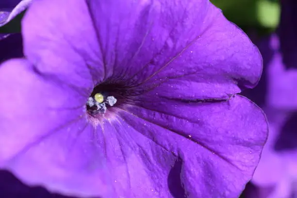 Beautiful flower in the park