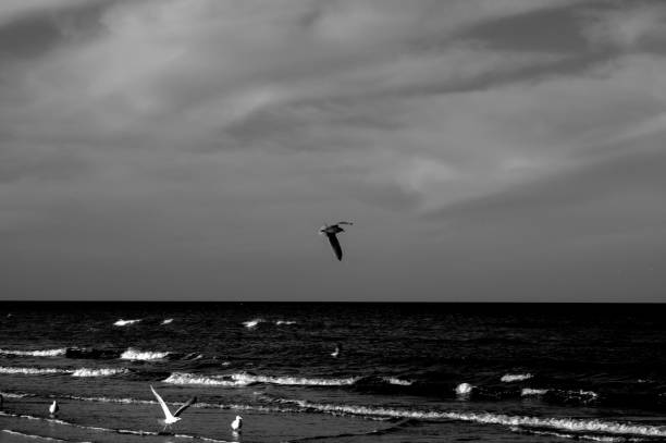 istock Seaside in Normandy, France 1129344726