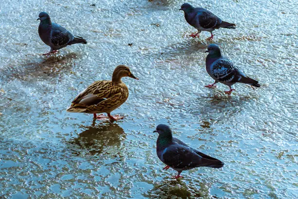 ducks and pigeons walk on a frozen pond, winter in the park
