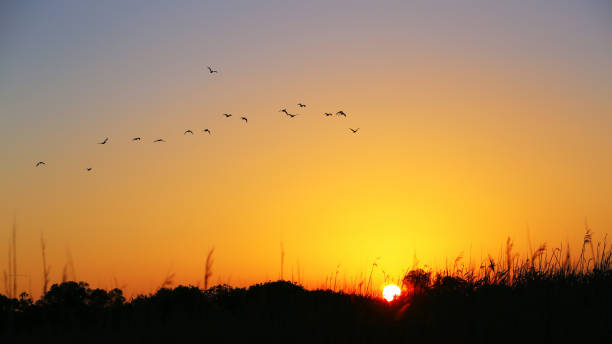 istock Sunset. Flying flock birds background sunset sky. 1129346302