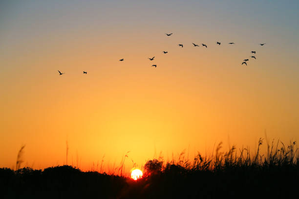 istock Sunset. Flying flock birds background sunset sky. 1129346306