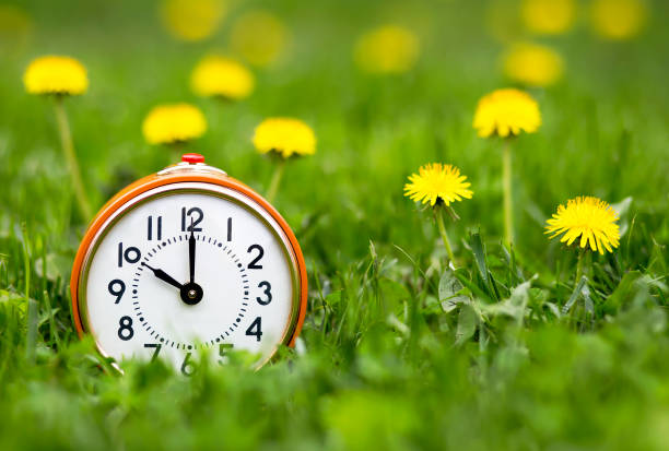 daylight savings time, spring forward -  alarm clock and dandelion flowers - time and space imagens e fotografias de stock