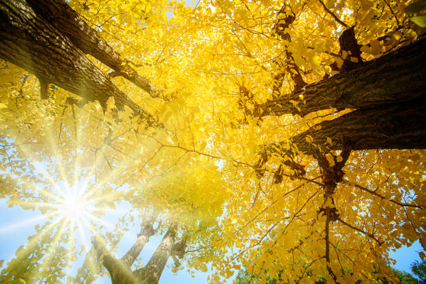 The Ginkgo tree (Ginkgo biloba), also known as the ginkgo or gingko