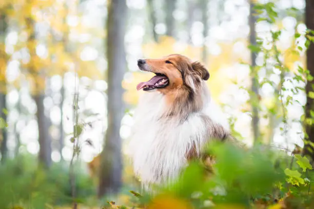 Gold rough collie in a forest, vibrant spring colors