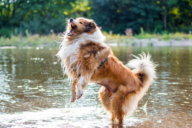 istock Happy long haired gold rough collie playing with water 1129347392