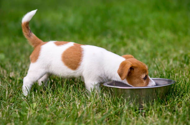 istock Puppy pet dog drinking in a hot summer 1129348467