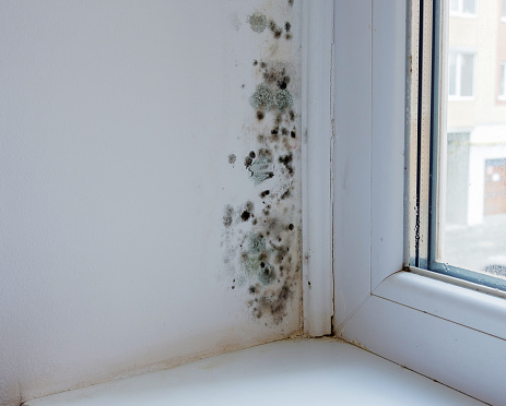 Black mould and fungus on wall near window. The problem of ventilation, dampness, cold in the apartment.