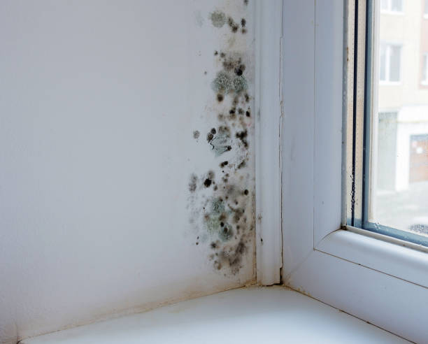 preto bolor e fungos na parede perto da janela. o problema da ventilação, humidade, frio no apartamento. - humidade - fotografias e filmes do acervo