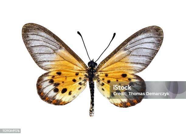 Butterfly Stock Photo - Download Image Now - Animal, Animal Antenna, Animal Body Part