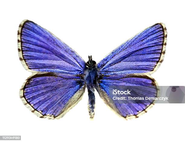 Butterfly Stock Photo - Download Image Now - Animal, Animal Body Part, Animal Themes