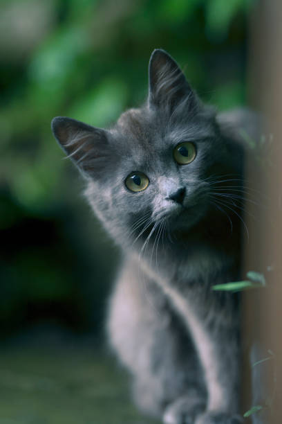 驚奇的貓 - 傳教士藍貓 個照片及圖片檔