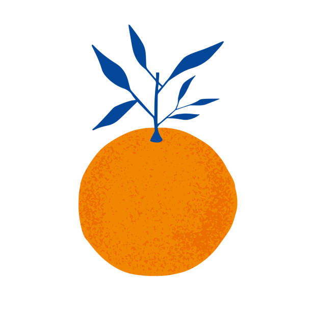 bildbanksillustrationer, clip art samt tecknat material och ikoner med apelsiner med gren med blå blad. - orange illustrationer