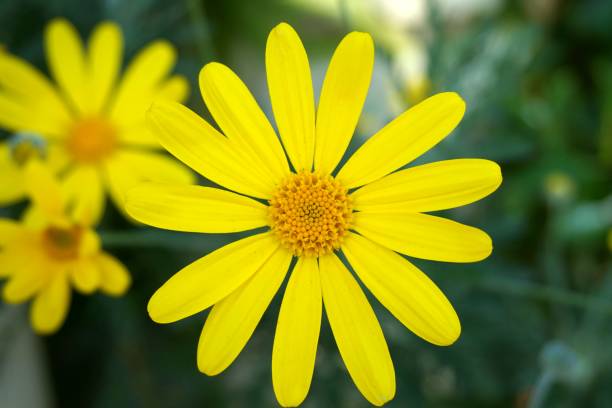 istock Yellow flower Margarida 1129354761
