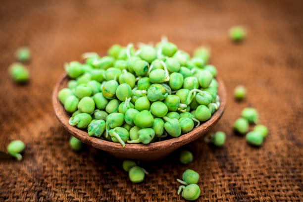 close up of raw organic sprouted peas or beans or seed pod or pisum sativum in a clay bowl on brown colored surface. - green pea pea pod salad legume imagens e fotografias de stock